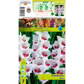 Gladiola Ajax interface.image 3