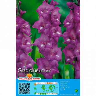 Gladiola Blue Isle interface.image 2