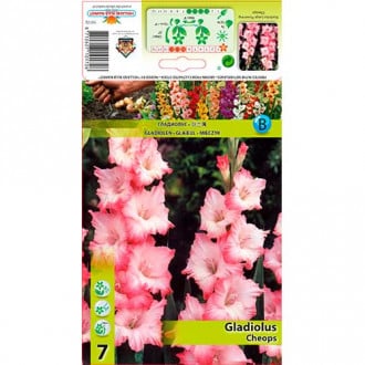 Gladiola Cheops interface.image 1