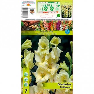 Gladiola Debby Ann interface.image 4