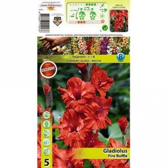 Gladiola Fire Ruffle interface.image 2