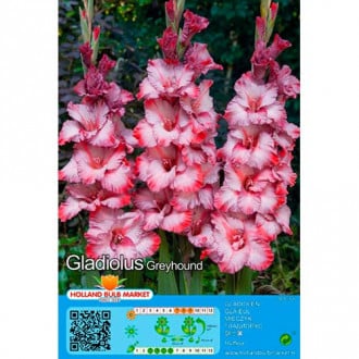 Gladiola Greyhound interface.image 3