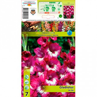 Gladiola Jo Jo interface.image 6