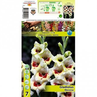 Gladiola Messina interface.image 3