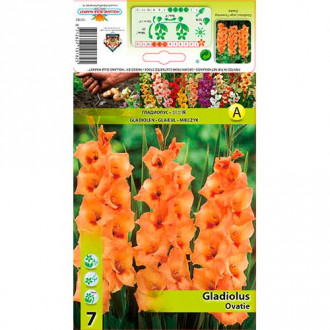 Gladiola Ovatie interface.image 3