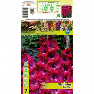 Gladiola San Siro interface.image 6