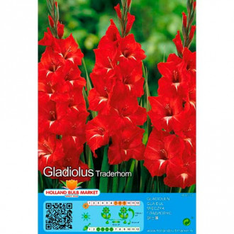 Gladiola Traderhorn interface.image 3