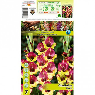 Gladiola Vasto interface.image 1