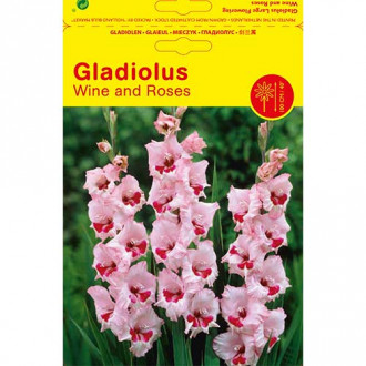 Gladiola Wine and Roses interface.image 6