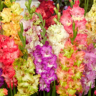 Gladiolas Parrot Mix interface.image 5