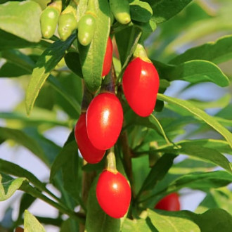 Goji (godži) ogas Sweet Berry interface.image 3