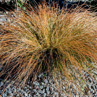 Grīslis Carex testacea Prairie Fire interface.image 2