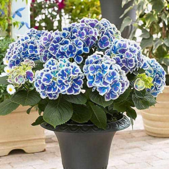Hortenzija Bicolor Blue-White interface.image 4