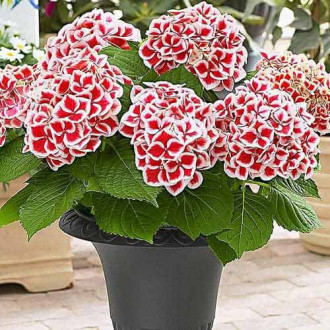 Hortenzija Bicolor Red-White interface.image 2
