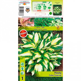 Hosta Color Festival interface.image 4