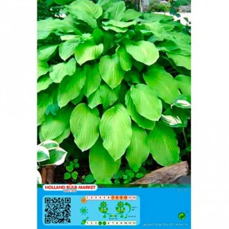 Hosta Honeybells interface.image 5