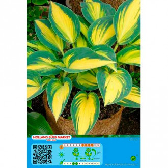 Hosta Remember Me interface.image 4