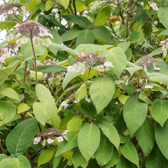 Hydrangea aspera Rosemary Foster, С2 interface.image 6