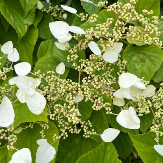 Hydrangea hydr. Burst of Light®, С2 interface.image 2
