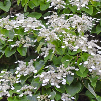 Hydrangea hydr. Moonlight, С2 interface.image 3