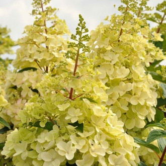 Hydrangea paniculata Candlelight interface.image 2