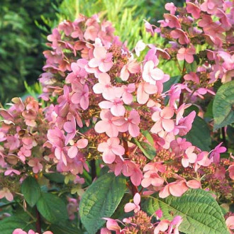 Hydrangea paniculata Early Sensation interface.image 5