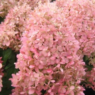 Hydrangea paniculata Magical Candle interface.image 5