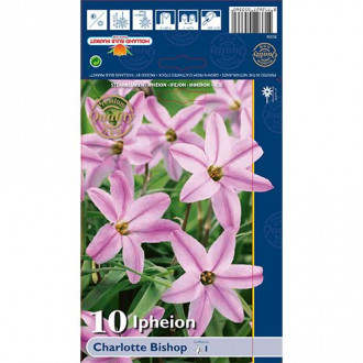 Ifeone (Ipheion) Charlotte Bishop interface.image 1