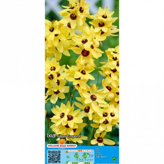Iksijas Yellow Emperor interface.image 4