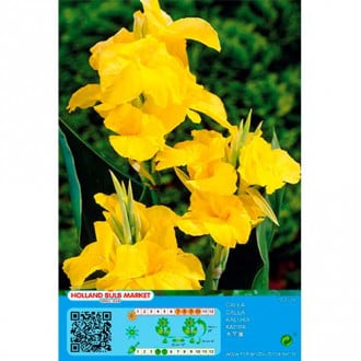 Kanna Yellow interface.image 6