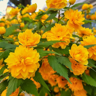 Kerria japonica Pleniflora, С2 interface.image 2