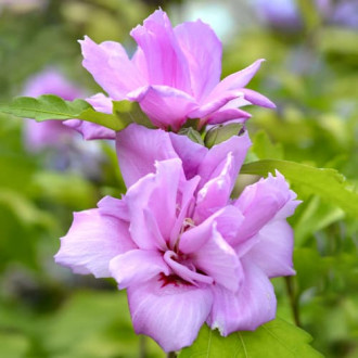 Ķīnas roze Hibiscus Ardens, P9 interface.image 1