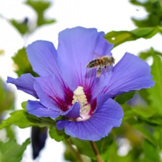 Ķīnas roze Hibiscus Oiseau Bleu interface.image 3