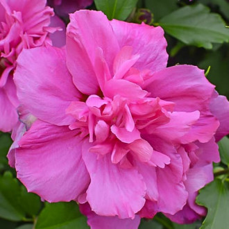 Ķīnas roze Hibiscus Sanchoyo, С2 interface.image 2