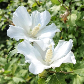 Ķīnas roze Hibiscus William R. Smith interface.image 1