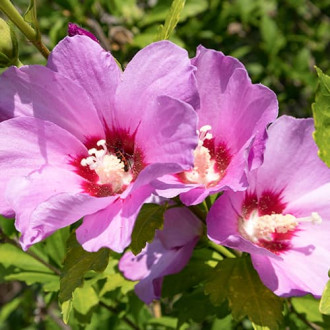 Ķīnas roze Hibiscus Woodbridge interface.image 4