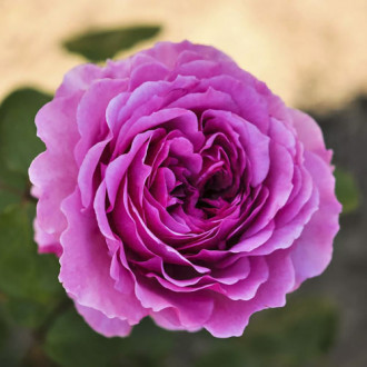 Floribunda roze Adore Aroma®, С3 interface.image 1