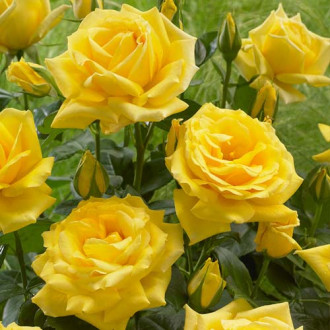 Floribunda roze Allgold interface.image 2