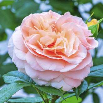 Krūmroze Duchess of Cornwall interface.image 3