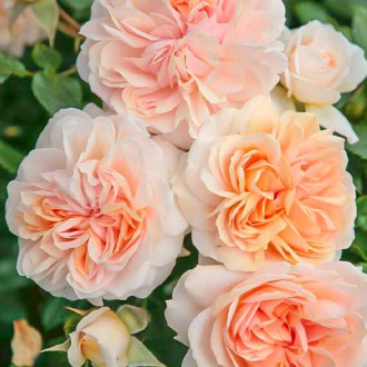Krūmroze Garden of Roses ® interface.image 5