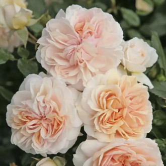 Floribunda roze Garden of Roses ®, C3 interface.image 2