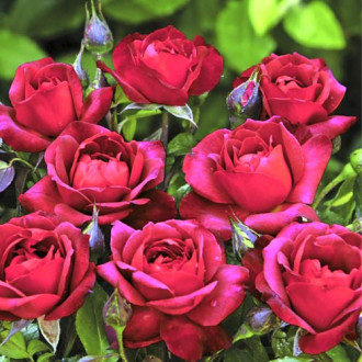 Floribunda roze Hot Cocoa®, C5 interface.image 3