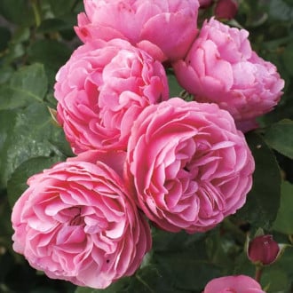 Floribunda roze Leonardo da Vinci ®, C3 interface.image 5