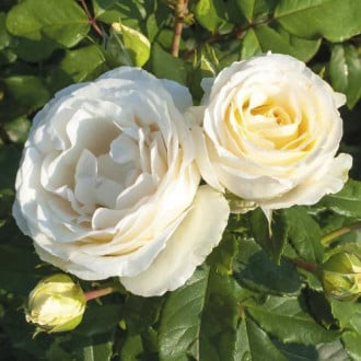 Floribunda roze Pearl Vaza ®, C3 interface.image 1