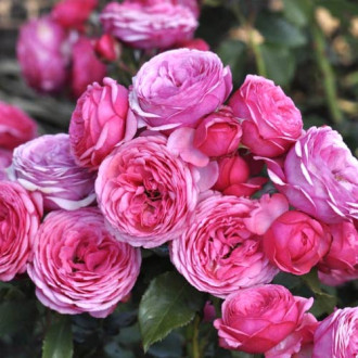 Floribunda roze Pink Vaza ®, C3 interface.image 1