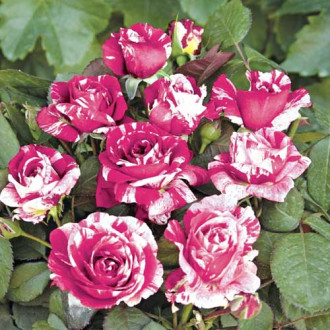 Floribunda roze Scentimental®, C5 interface.image 6