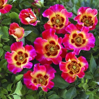 Floribunda roze Sunshine Babylon Eyes®, C5 interface.image 2