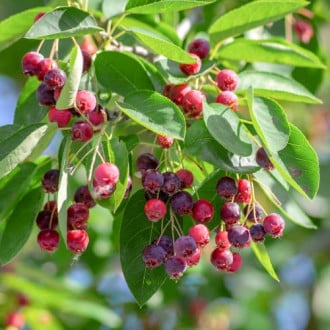 Lamarka korinte Amelanchier Lamarckii interface.image 1