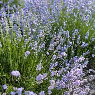 Lavanda Granny's Bouquet, P9 interface.image 1