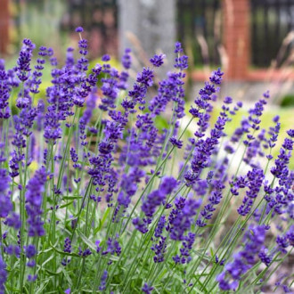Lavanda Hidcote, P9 interface.image 2